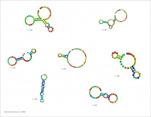 RNA-Moleküle